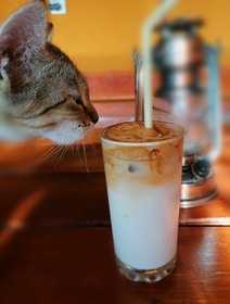 Susu Yang Bagus Untuk Kucing