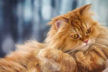 Cara Mengatasi Bulu Kucing Yang Rontok