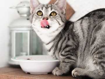 Kucing Suka Makan Apa