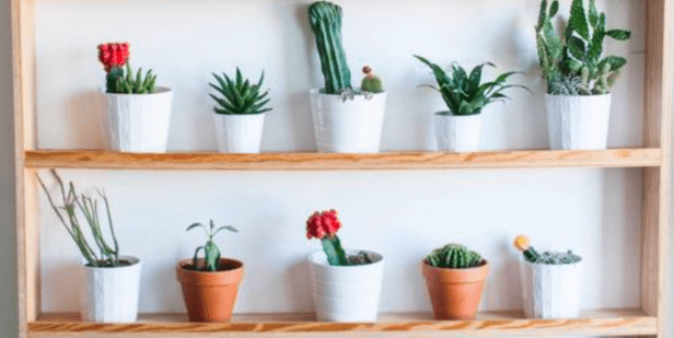 6 Jenis Tanaman Kaktus Yang Harus Kamu Tahu!