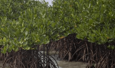 Berikut 5 Manfaat Tanaman Mangrove Yang Harus Kamu Tahu