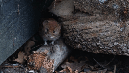 Inilah 5 Tanaman Pengusir Tikus Yang Harus Kamu Tahu!