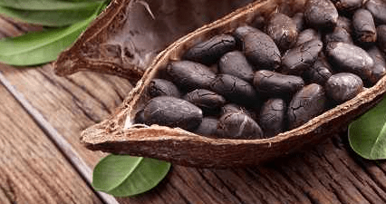 Berikut 5 Manfaat Tanaman Kakao Untuk Kesehatan pada Tubuh