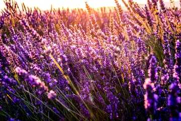 5 Manfaat Menanam Tanaman Bunga Lavender Di Rumah