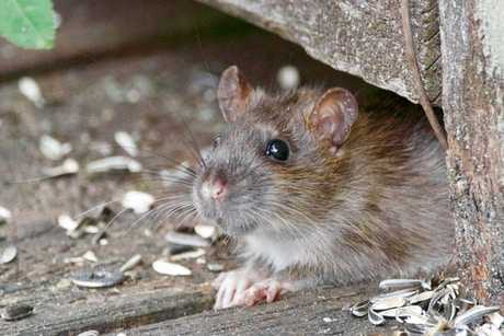 Berikut 6 Cara Agar Tanaman Tidak Dimakan Tikus, Ternyata Mudah!