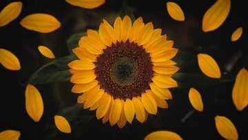 5 Cara Budidaya Tanaman Hias Bunga Matahari Yang Bisa Anda Coba Di Rumah