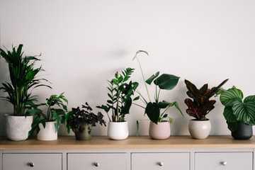 Berikut 7 tanaman hias indoor yang juga cocok untuk dekorasi rumah Anda.