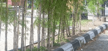 Inilah 5 Ciri Tanaman Bambu yang Harus Kamu Ketahui