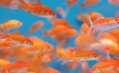Berikut 5 Tips Bisnis Ikan Mas Kiloan Yang Harus Kamu Tahu!