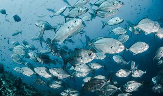 Berikut 10 Tips Bisnis Ikan Patin Yang Harus Kamu Tahu