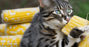 Bolehkah Kucing Makan Jagung?
