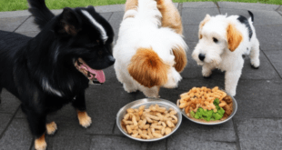 Bolehkah Anjing Makan Daging Babi